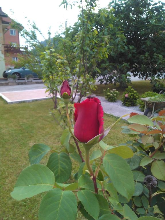 Jardín con rosales en Las Higueras